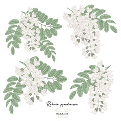 White acacia flowers and leaves set. Robinia pseudoacacia tree. Vector illustration botanical.