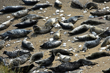 A herd of seals at Flamborough, UK