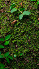 Green vertical photo of greenery and moss