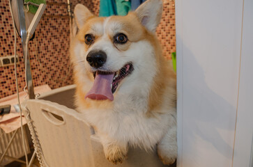 Corgi dog in the bathtub in the grooming salon does not want to wash