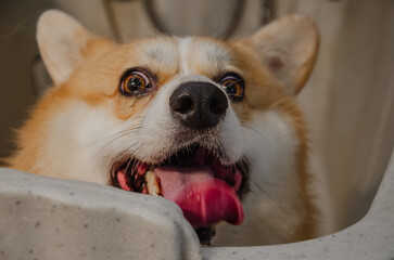 Corgi dog in the bathtub in the grooming salon does not want to wash