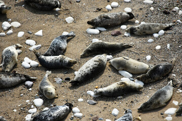 A herd of seals at Flamborough, UK
