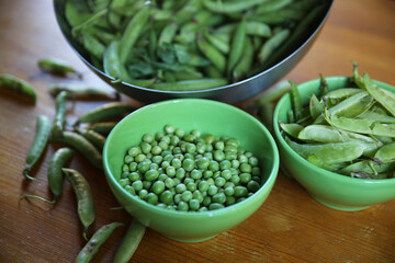 Green peas in bowls on a wooden table: peeled, in pods, and shelled. Preparing green peas at home