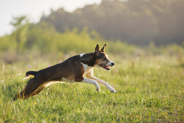 A dog runs swiftly through a sunny meadow with legs extended and focused expression. Warm light surrounds the scene.