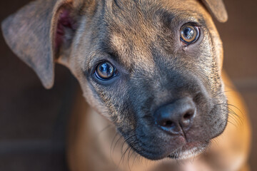 Closeup portrait of a cute brindle pitbull mix puppy looking up with curious eyes indoors