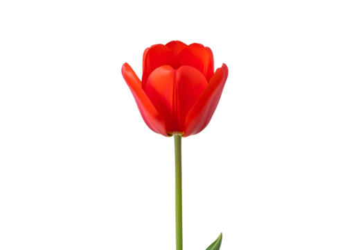 Single vibrant red tulip against a black background.