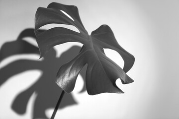 Monstera leaf casting shadow on white wall. Black and white toning