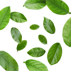 Green citrus leaves swirling in air against white background