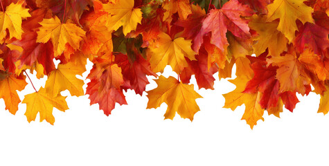 Colorful autumn maple leaves arranged in horizontal border isolated on transparent background