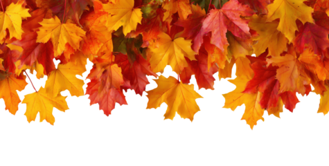 Colorful autumn maple leaves arranged in horizontal border isolated on transparent background