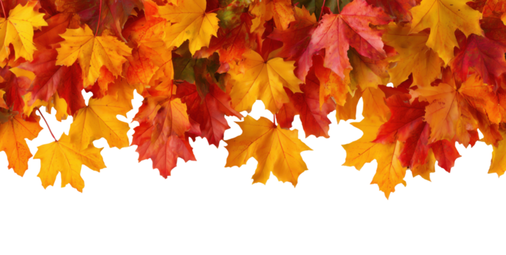 Colorful autumn maple leaves arranged in horizontal border isolated on transparent background