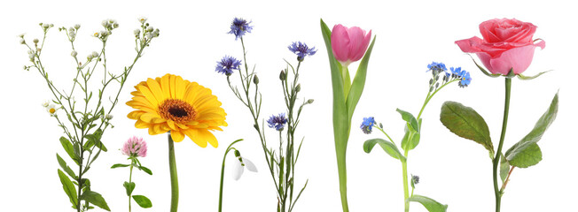 Different beautiful flowers isolated on white, set