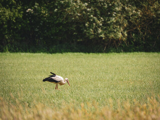 Storch im Gras