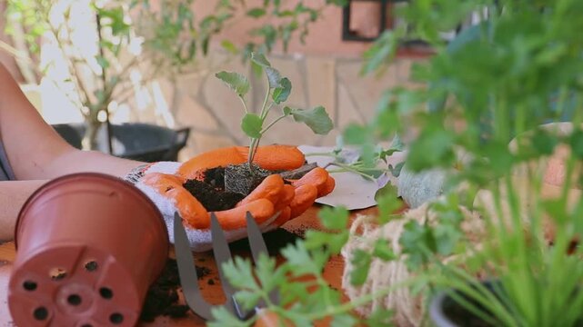 Gloved hands holding a broccoli seedling. A table with seedlings, squash, tomatoes, and other vegetables.
