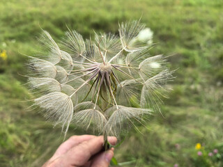 Captivating close-up of a delicate seed head in a lush green field
