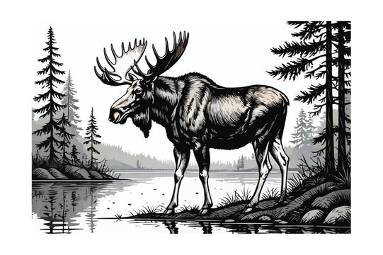 A silhouette vector of A majestic moose stands tall at the edge of a calm lake, its impressive antlers spread wide and muscular body rendered in detailed black ink strokes