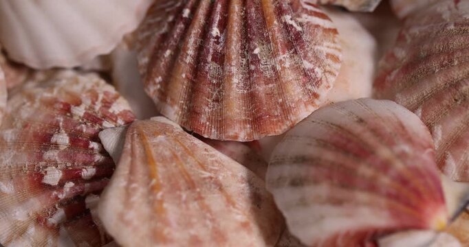 empty shells of marine mollusks in one pile, dumped together empty washed shells of snails and other mollusks