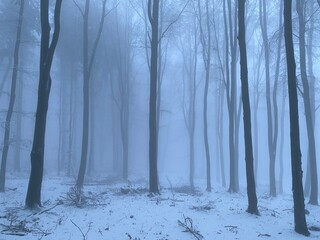 Dense fog blankets snowy woodland in winter.