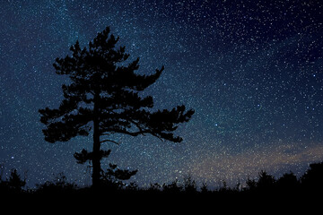 Pine tree silhouette with detailed branches under glowing stars and deep blue night atmosphere