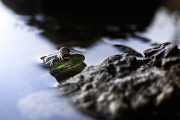 frog in water