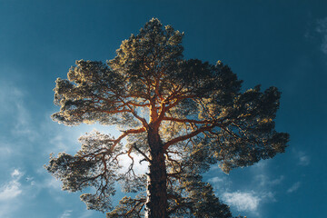 Realistic lone tall pine tree reaching up toward a serene sky with detailed texture and form