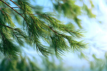 Realistic pine tree featuring fine green needles swaying gently in the wind with soft background
