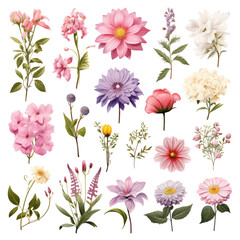 Set of Different Beautiful Flowers isolated on transparent background Remove png