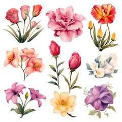 Set of Different Beautiful Flowers isolated on transparent background Remove png