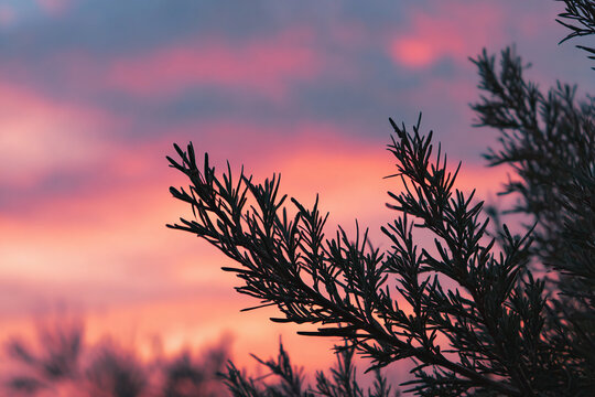Realistic view of a lone pine tree outlined by glowing sunset colors and fading daylight - Powered by Adobe