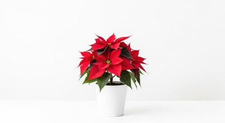 Vibrant red poinsettia in white pot against minimalistic white background