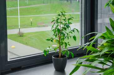 Small ficus benjamina in a pot on the windowsill