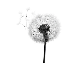 A grayscale dandelion in motion (1)