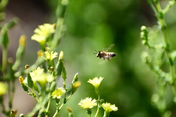 bee on a flower, Africanized honey bees, Killerbee bee (a hybrid of African and European bees)