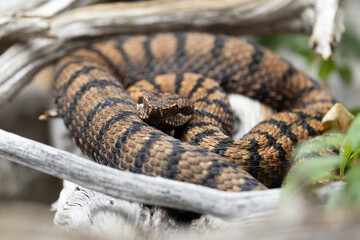 Resting aspic viper or asp viper (vipera aspis)