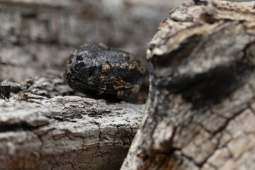 Portrait of a horned viper (vipera ammodytes)