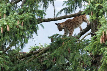 first year  eurasian lynx (lynx lynx) climbing high up in spruce tree