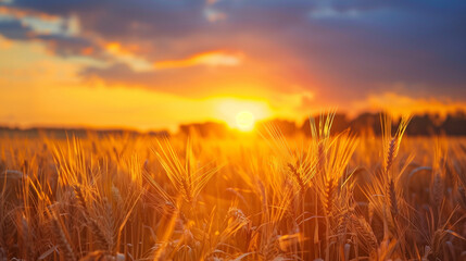 Fototapeta premium Wheat field at sunset