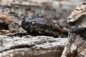 Portrait of a horned viper (vipera ammodytes)