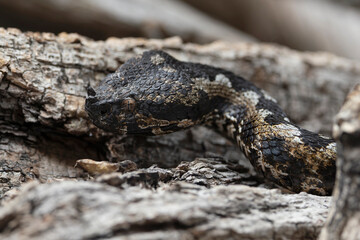 Portrait of a horned viper (vipera ammodytes)