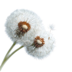Obraz premium Two dandelion seed heads, close-up