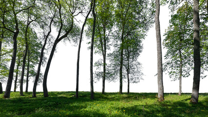 Obraz premium Group of trees in foreground, isolated on transparent background and white background