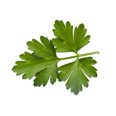 Fototapeta premium Fresh parsley leaves herb close up isolated on black background for culinary and food photography on transparent background