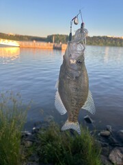 fish in the lake