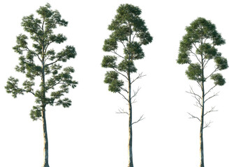 Set of Eucalyptus globulus (commonly known as Tasmanian blue gum or southern blue gum) frontal isolated png in sunny daylight on a transparent background perfectly cutout