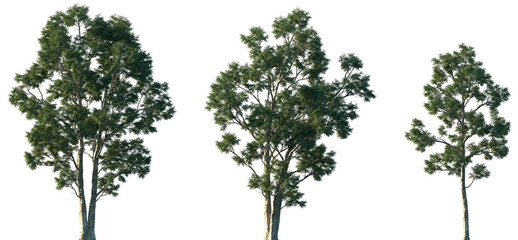 Set of Eucalyptus globulus (commonly known as Tasmanian blue gum or southern blue gum) frontal isolated png in sunny daylight on a transparent background perfectly cutout