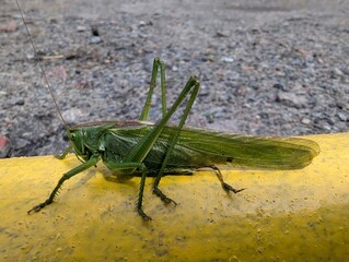 Green grasshopper perched on a yellow railing, basking in the afternoon sun surrounded by gravel