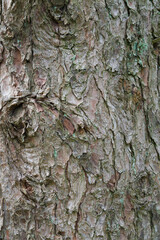 Beautiful details of the bark of pinus cembra