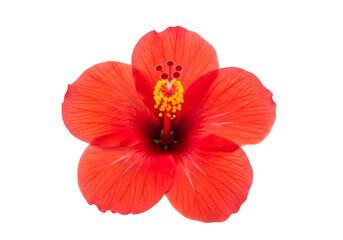 Close-up view of a vibrant red hibiscus flower.