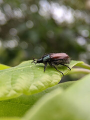 Fototapeta premium Colorful beetle resting on a green leaf in a vibrant garden during a sunny afternoon