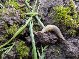 Exploring a garden soil habitat with a curious slug making its slow journey through lush greenery and earthy textures